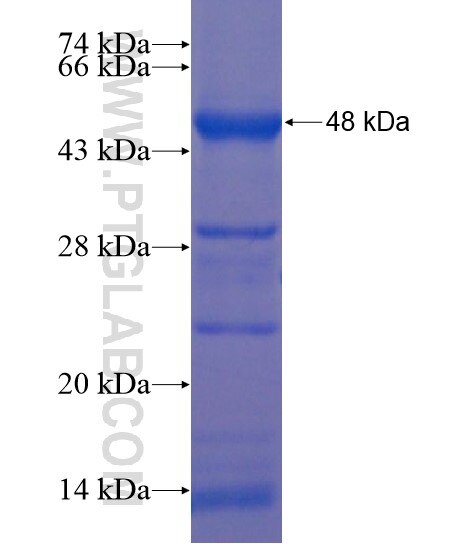 PPP2R5E fusion protein Ag20891 SDS-PAGE