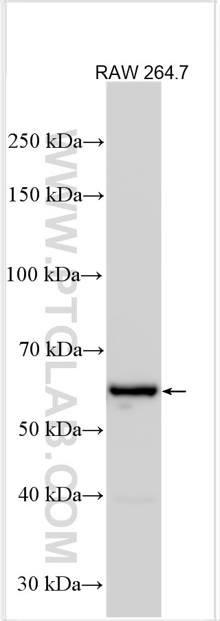 Western Blot (WB) analysis of various lysates using PPP3CA Polyclonal antibody (13422-1-AP)
