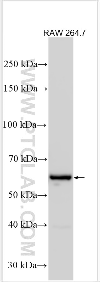 WB analysis using 13422-1-AP