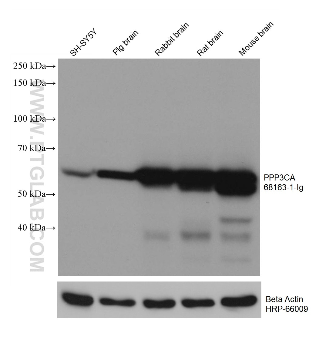 Western Blot (WB) analysis of various lysates using PPP3CA Monoclonal antibody (68163-1-Ig)