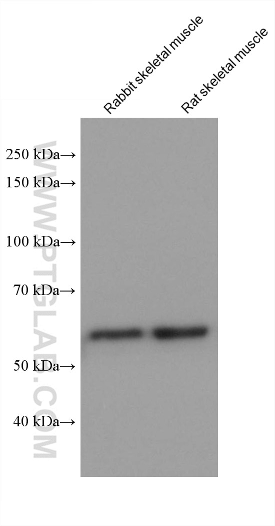 Western Blot (WB) analysis of various lysates using PPP3CA Monoclonal antibody (68163-1-Ig)