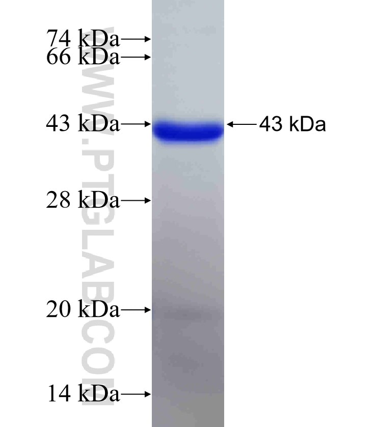 PPP3CA fusion protein Ag32642 SDS-PAGE