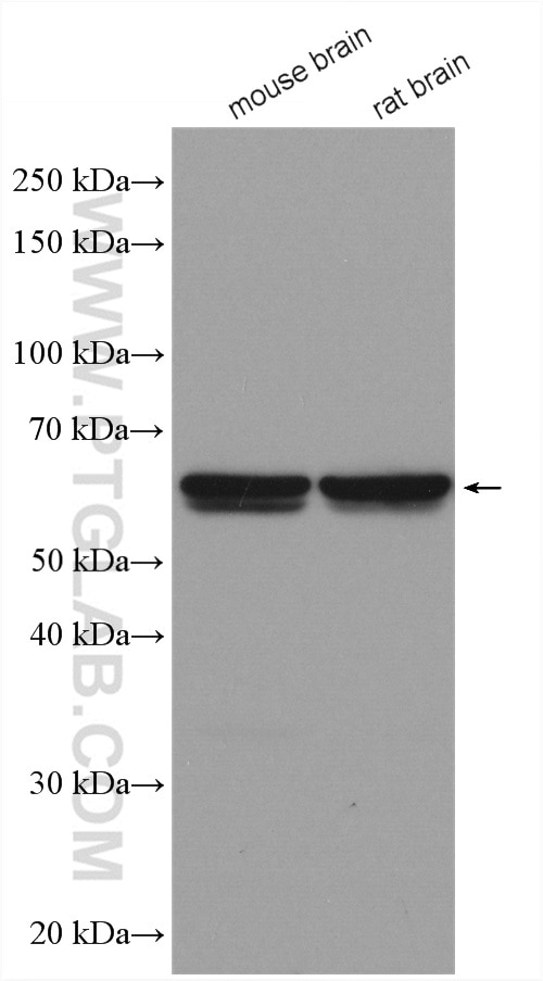 Western Blot (WB) analysis of various lysates using PPP3CB Polyclonal antibody (13340-1-AP)