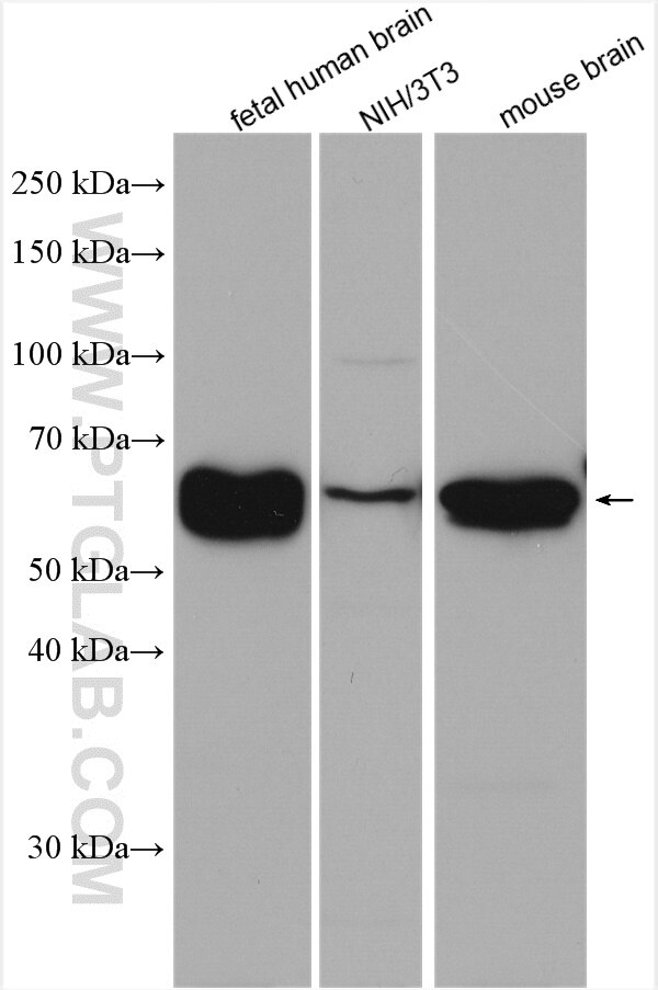 Western Blot (WB) analysis of various lysates using PPP3CB-specific Polyclonal antibody (55148-1-AP)