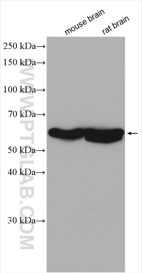 Western Blot (WB) analysis of various lysates using PPP3CB-specific Polyclonal antibody (55148-1-AP)