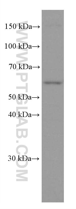 WB analysis of NIH/3T3 using 66614-1-Ig