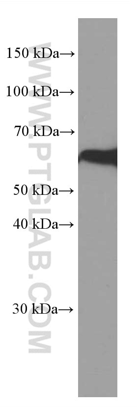 WB analysis of fetal human brain using 66614-1-Ig