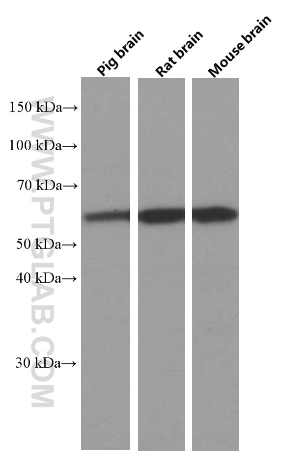 Western Blot (WB) analysis of various lysates using PPP3CB Monoclonal antibody (66614-1-Ig)