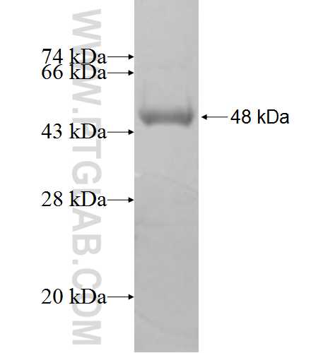 PPP3CC fusion protein Ag7619 SDS-PAGE