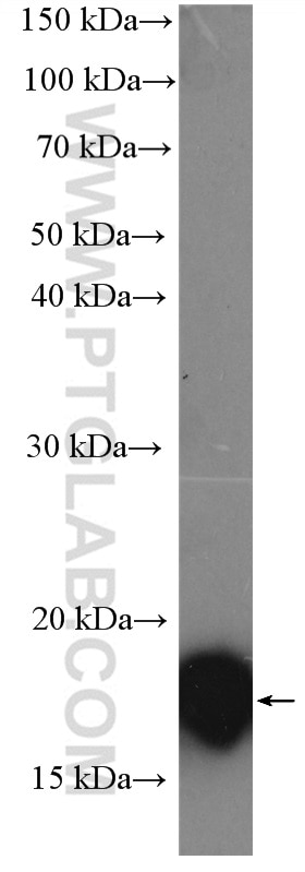 Western Blot (WB) analysis of K-562 cells using PPP3R1 Polyclonal antibody (13210-1-AP)