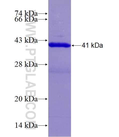 PPP3R1 fusion protein Ag3992 SDS-PAGE