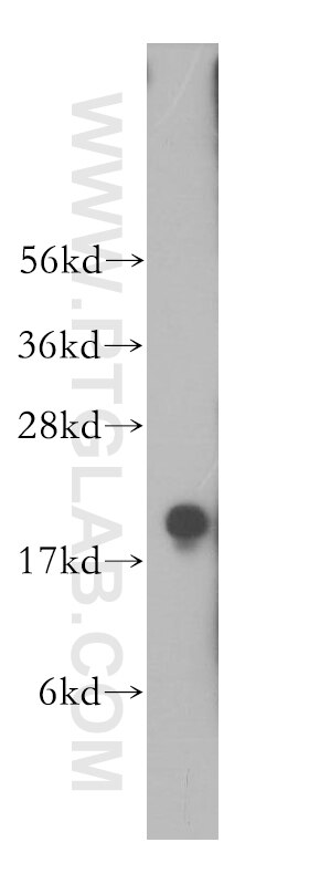 Western Blot (WB) analysis of mouse testis tissue using PPP3R2 Polyclonal antibody (14005-1-AP)