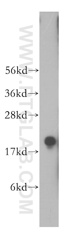 WB analysis of mouse testis using 14005-1-AP