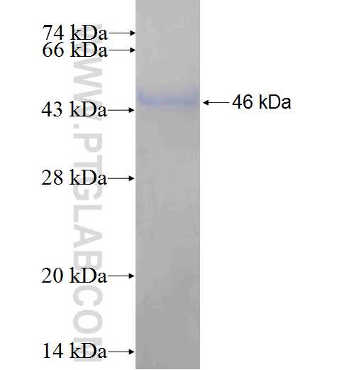 PPP3R2 fusion protein Ag5097 SDS-PAGE