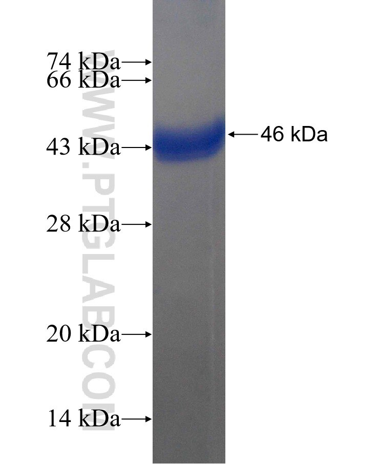 PPP3R2 fusion protein Ag5097 SDS-PAGE