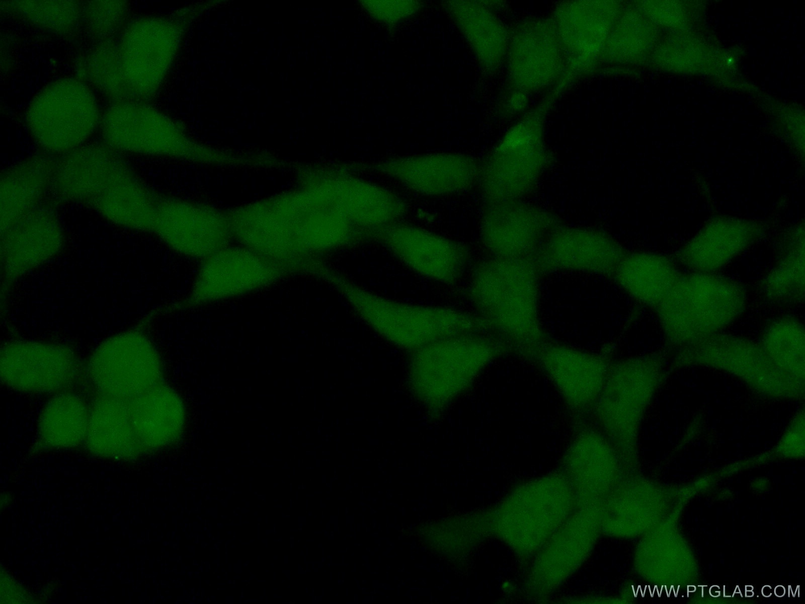 Immunofluorescence (IF) / fluorescent staining of HEK-293 cells using PPP4C Polyclonal antibody (10262-1-AP)