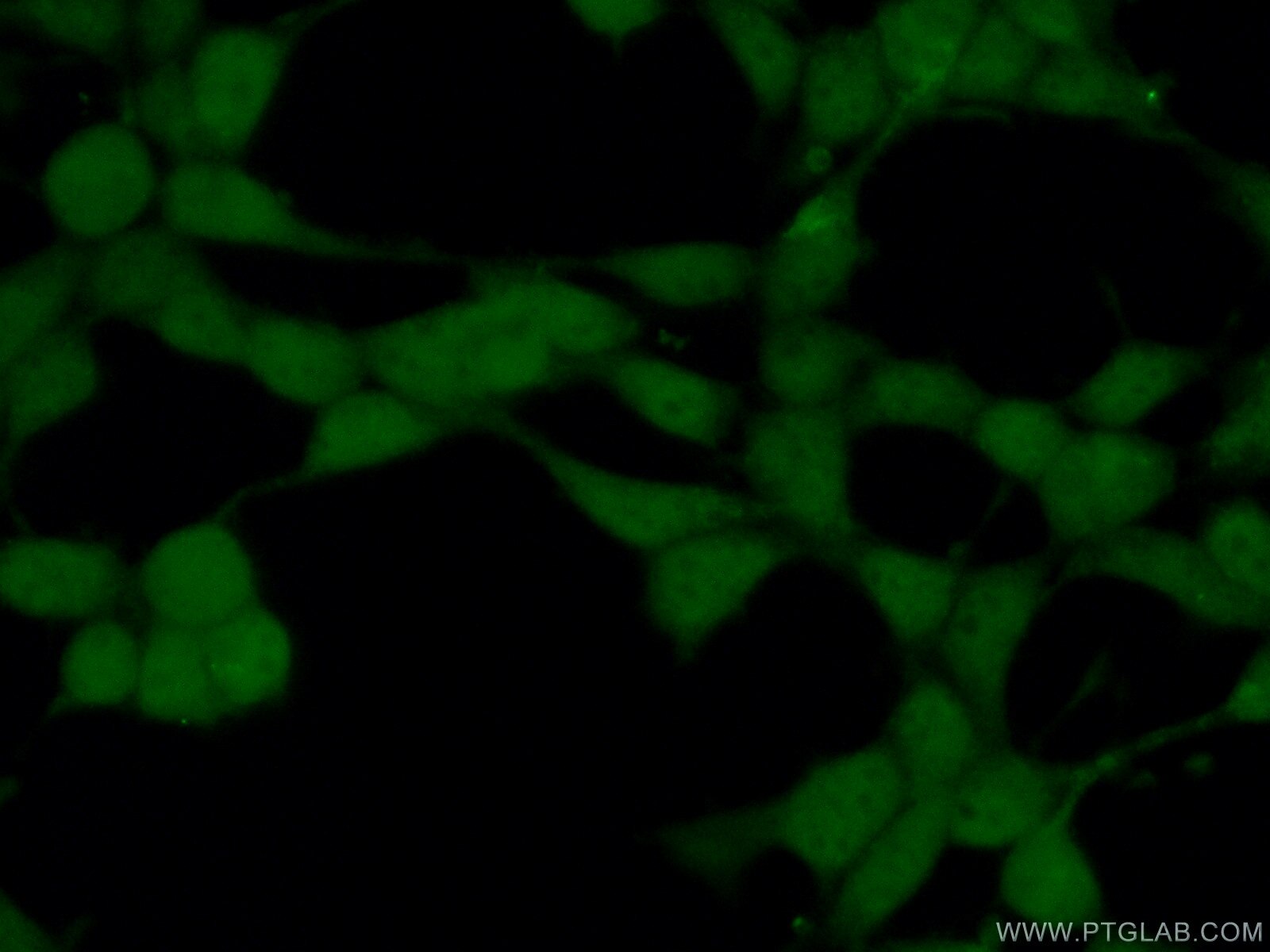 IF Staining of HEK-293 using 10262-1-AP