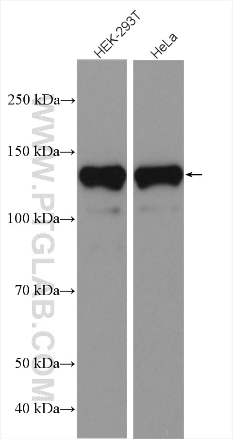 Western Blot (WB) analysis of various lysates using PPP4R1 Polyclonal antibody (27805-1-AP)