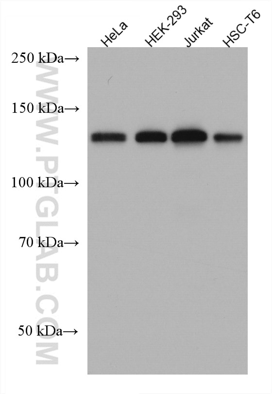Western Blot (WB) analysis of various lysates using PPP4R1 Monoclonal antibody (67392-1-Ig)