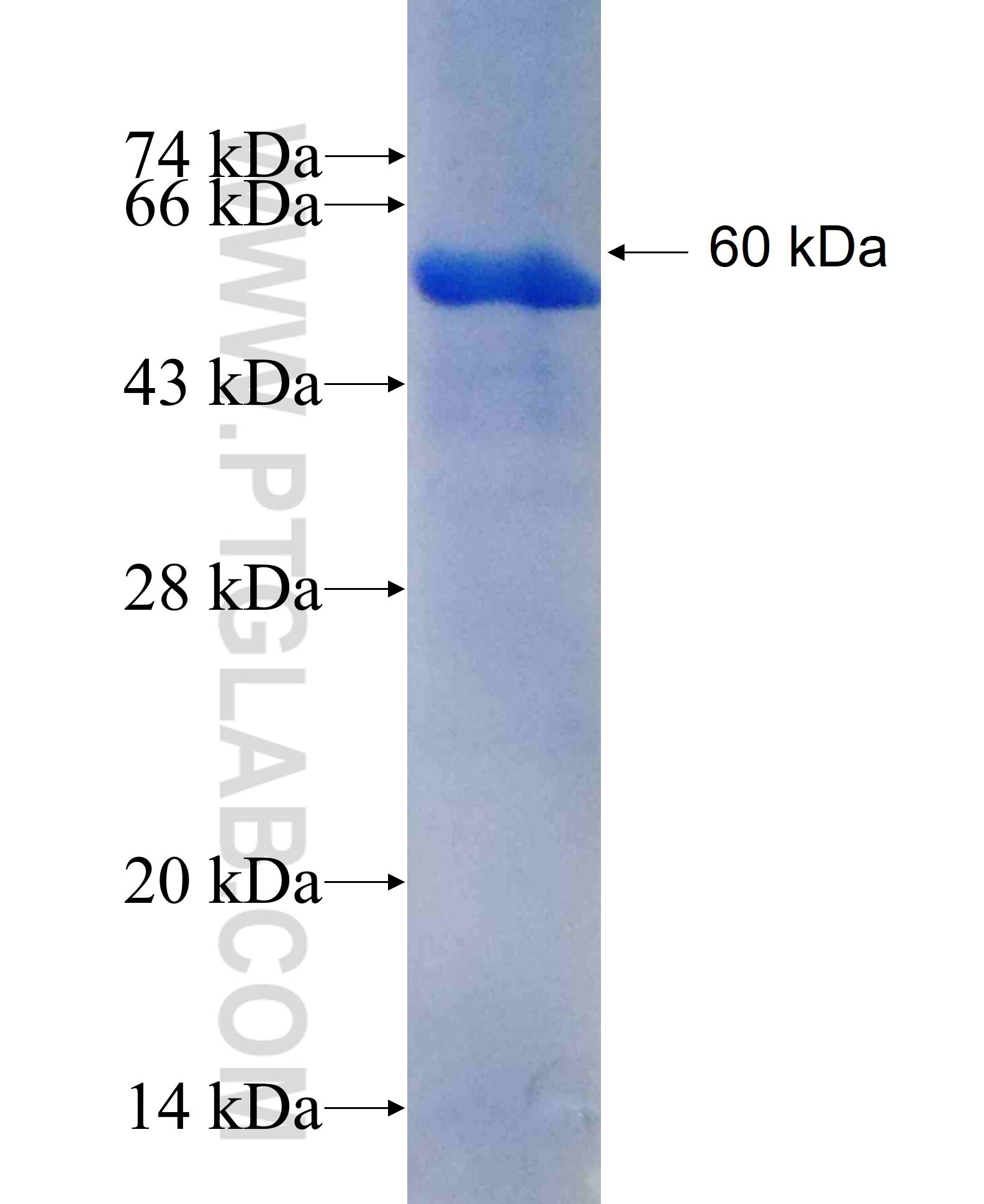 PPP4R1 fusion protein Ag26405 SDS-PAGE