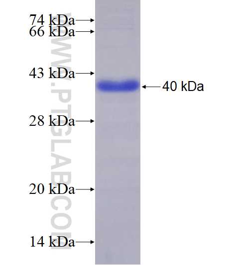 PPP4R1 fusion protein Ag26750 SDS-PAGE