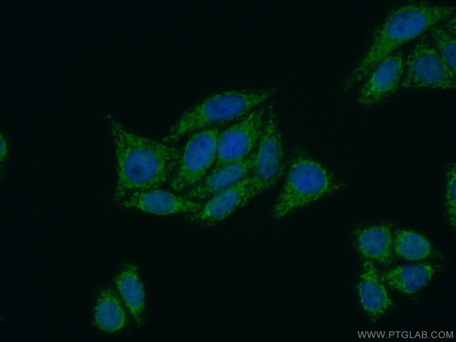 Immunofluorescence (IF) / fluorescent staining of HepG2 cells using PPP4R2 Polyclonal antibody (22676-1-AP)