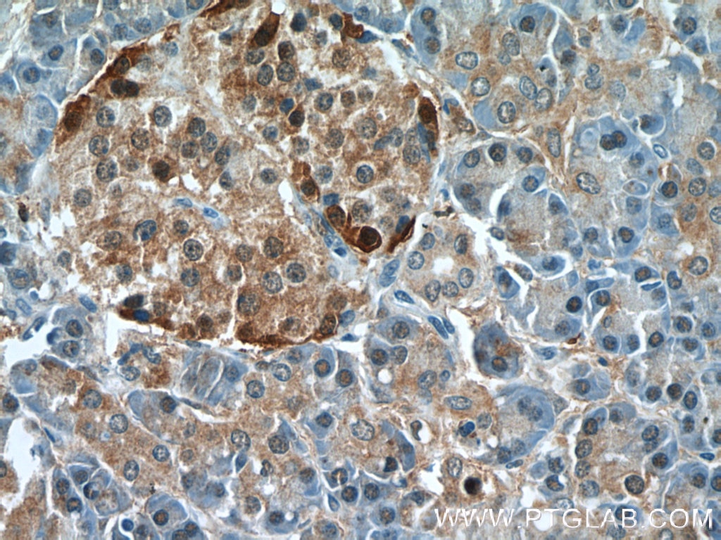Immunohistochemistry (IHC) staining of human pancreas tissue using PPP4R2 Polyclonal antibody (22676-1-AP)