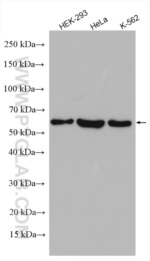 Western Blot (WB) analysis of various lysates using PPP5C Polyclonal antibody (11715-1-AP)