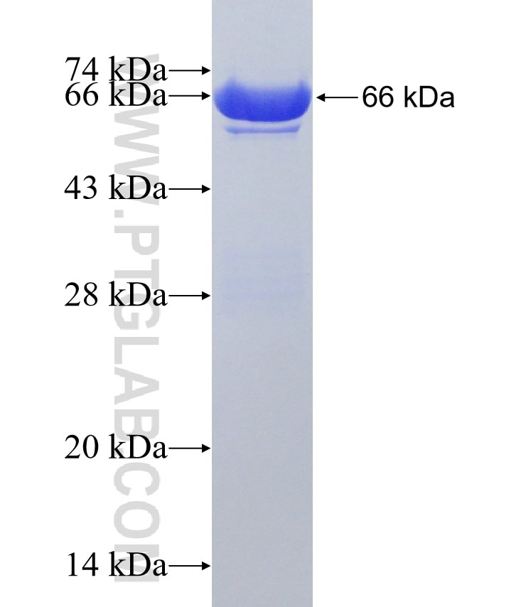 PPP5C fusion protein Ag2288 SDS-PAGE
