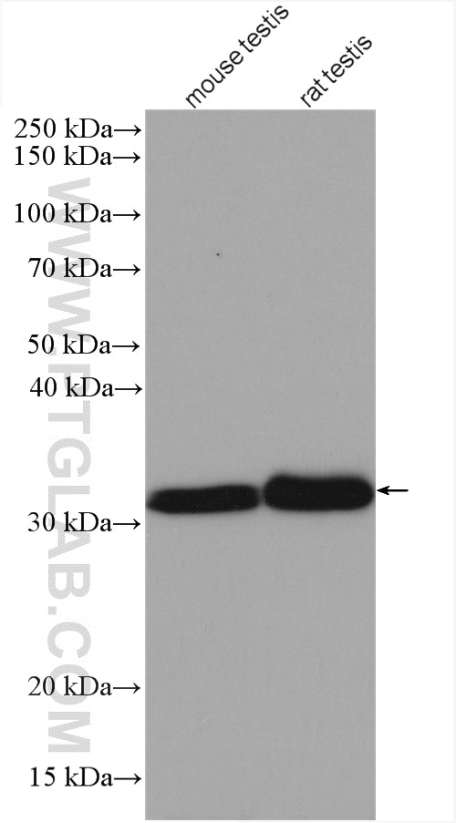 Western Blot (WB) analysis of various lysates using PPP6C Polyclonal antibody (15852-1-AP)