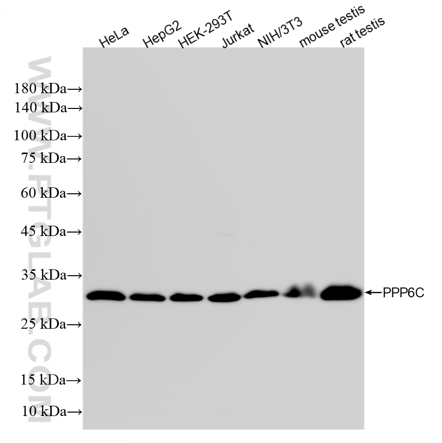 WB analysis using 87155-1-RR Western Blot (WB) analysis of various lysates using PPP6C Recombinant monoclonal antibody (87155-1-RR)
