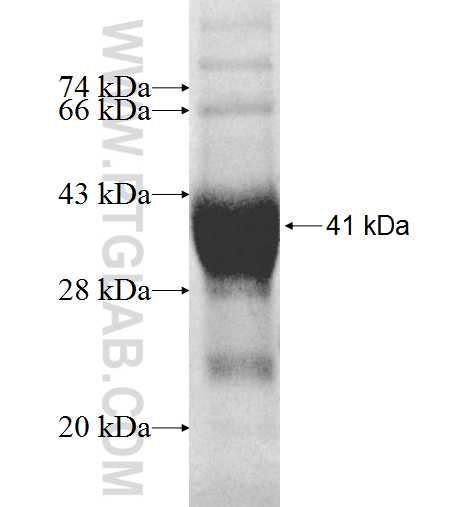 PPP6C fusion protein Ag8554 SDS-PAGE