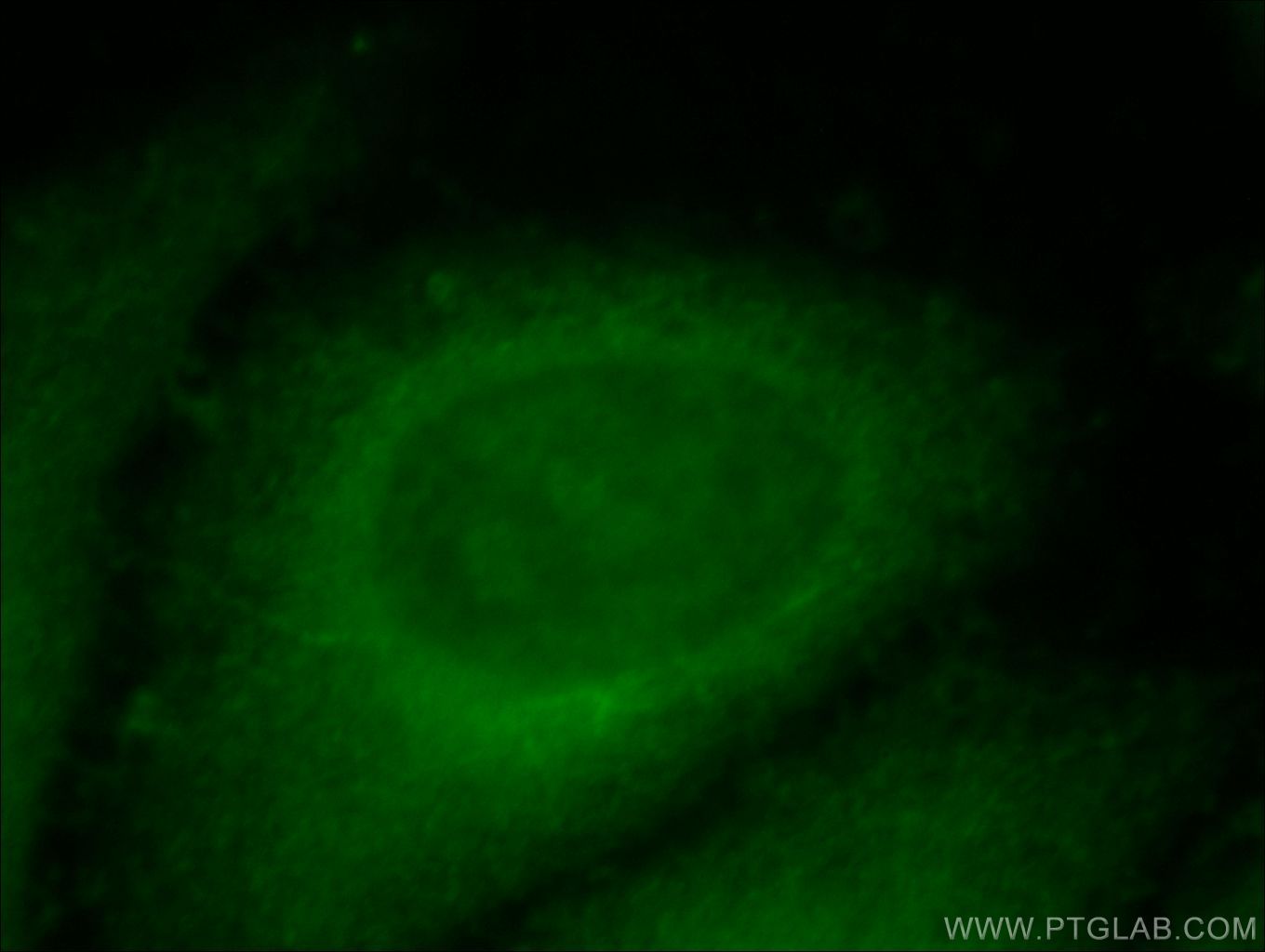 Immunofluorescence (IF) / fluorescent staining of HepG2 cells using PPPDE1/PNAS4 Polyclonal antibody (20517-1-AP)