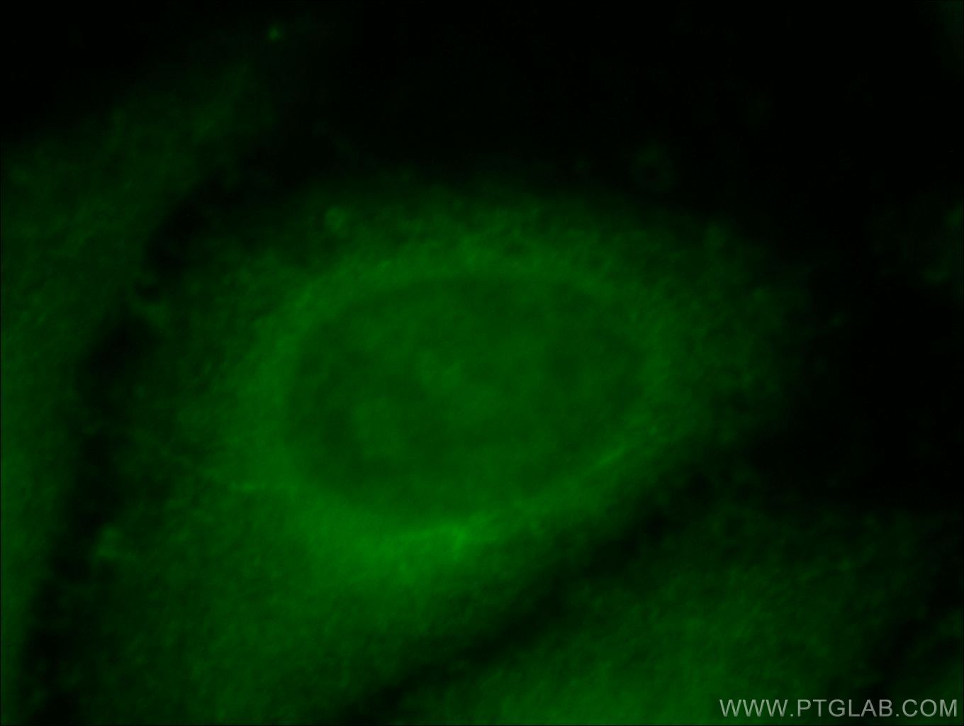 Immunofluorescence (IF) / fluorescent staining of HepG2 cells using PPPDE1/PNAS4 Polyclonal antibody (20517-1-AP)