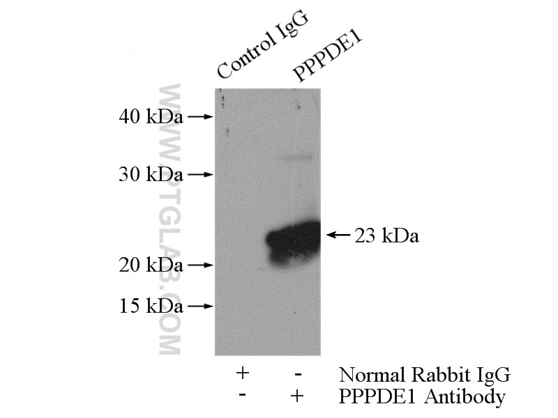 Immunoprecipitation (IP) experiment of A549 cells using PPPDE1/PNAS4 Polyclonal antibody (20517-1-AP)