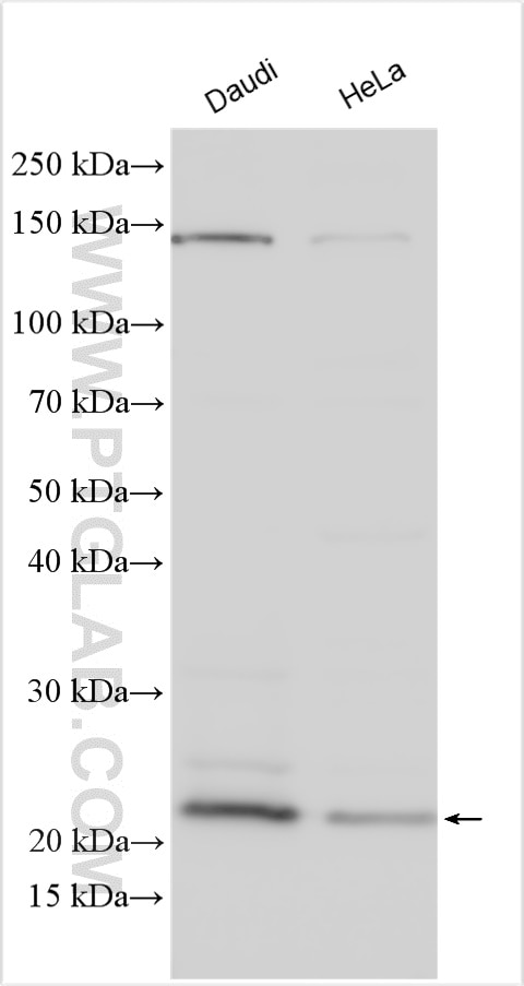 Western Blot (WB) analysis of various lysates using PPPDE1/PNAS4 Polyclonal antibody (20517-1-AP)
