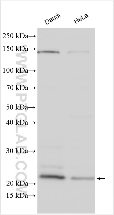 WB analysis using 20517-1-AP