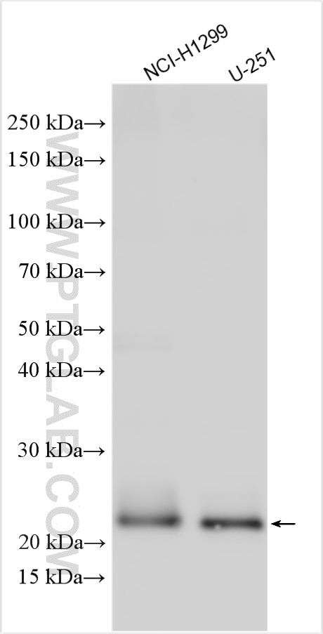 Western Blot (WB) analysis of various lysates using PPPDE1/PNAS4 Polyclonal antibody (20517-1-AP)