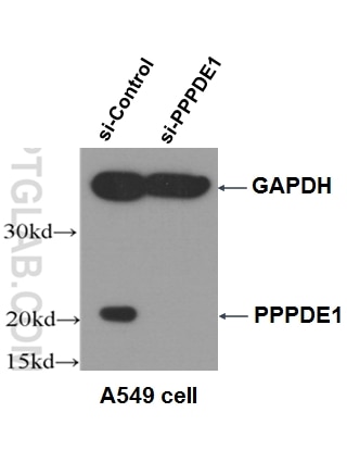 Western Blot (WB) analysis of A549 cells using PPPDE1/PNAS4 Polyclonal antibody (20517-1-AP)