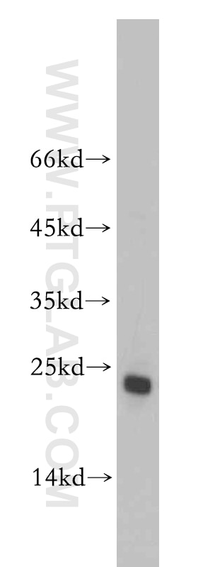 Western Blot (WB) analysis of HeLa cells using PPPDE1/PNAS4 Polyclonal antibody (20517-1-AP)