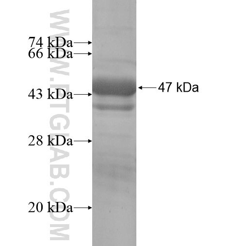 PPPDE1 fusion protein Ag14352 SDS-PAGE