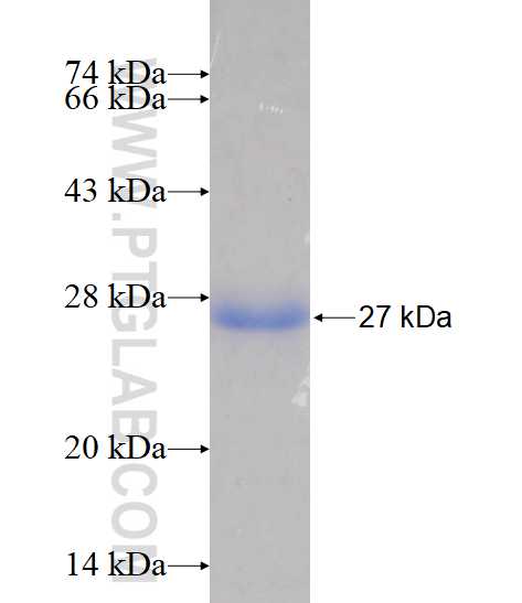 PPPDE1 fusion protein Ag15508 SDS-PAGE