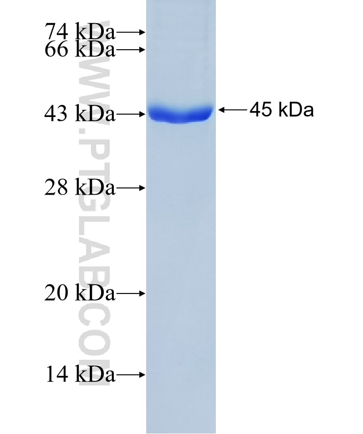 PPPDE2 fusion protein Ag37655 SDS-PAGE