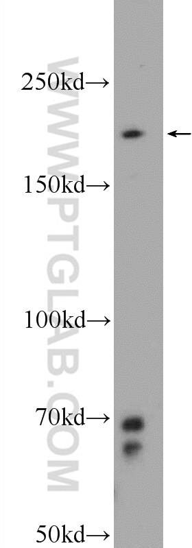 Western Blot (WB) analysis of NIH/3T3 cells using PPRC1 Polyclonal antibody (25429-1-AP)