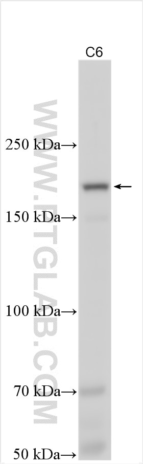 Western Blot (WB) analysis of various lysates using PPRC1 Polyclonal antibody (25429-1-AP)
