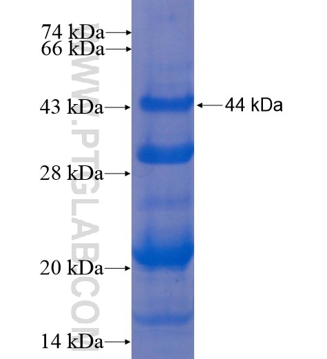 PPRC1 fusion protein Ag11940 SDS-PAGE
