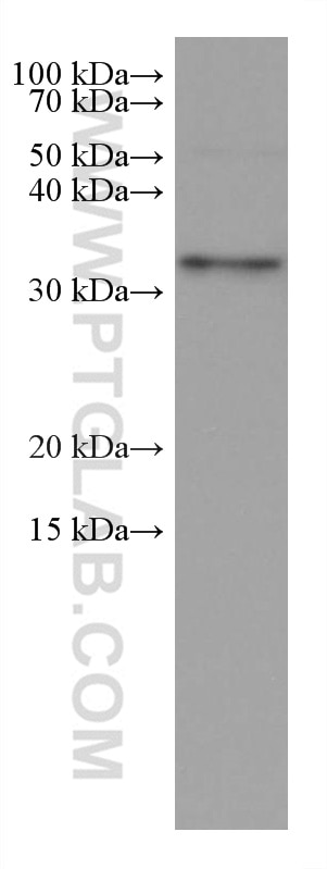 Western Blot (WB) analysis of pig heart tissue using PPT1 Monoclonal antibody (67699-1-Ig)