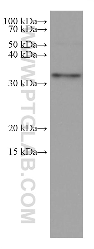 WB analysis of pig heart using 67699-1-Ig