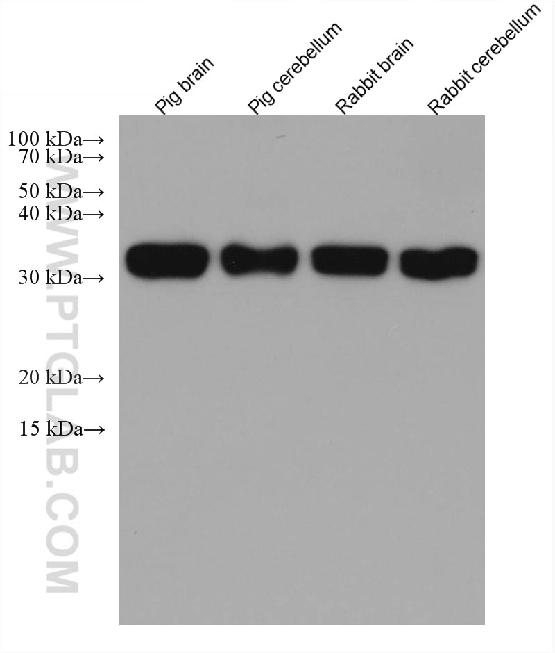 Western Blot (WB) analysis of various lysates using PPT1 Monoclonal antibody (67699-1-Ig)