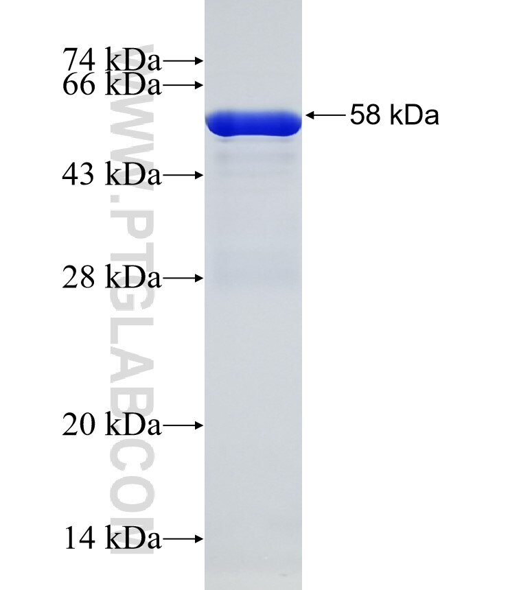 PPT1 fusion protein Ag1131 SDS-PAGE